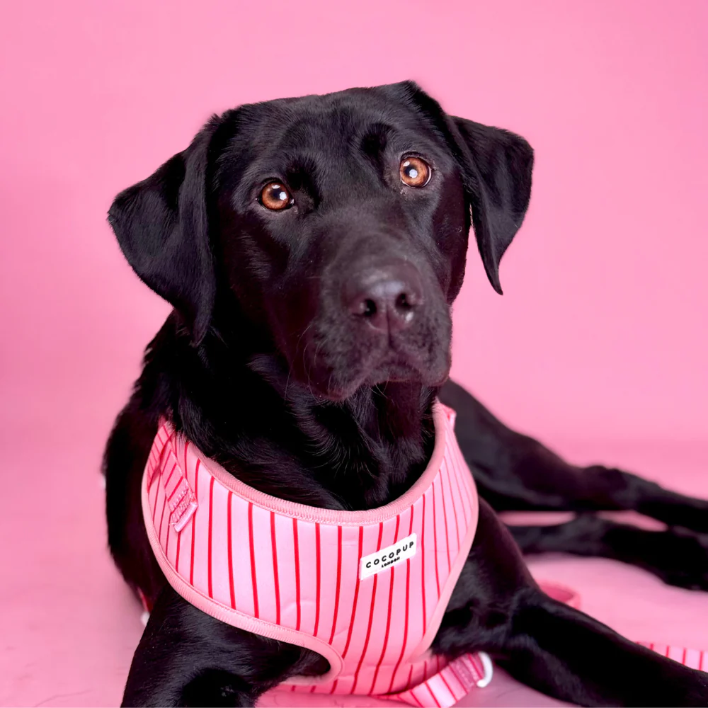 Candy Stripe Adjustable Neck HARNESS - Image 15