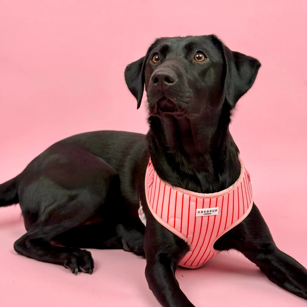 Candy Stripe Adjustable Neck HARNESS - Image 16
