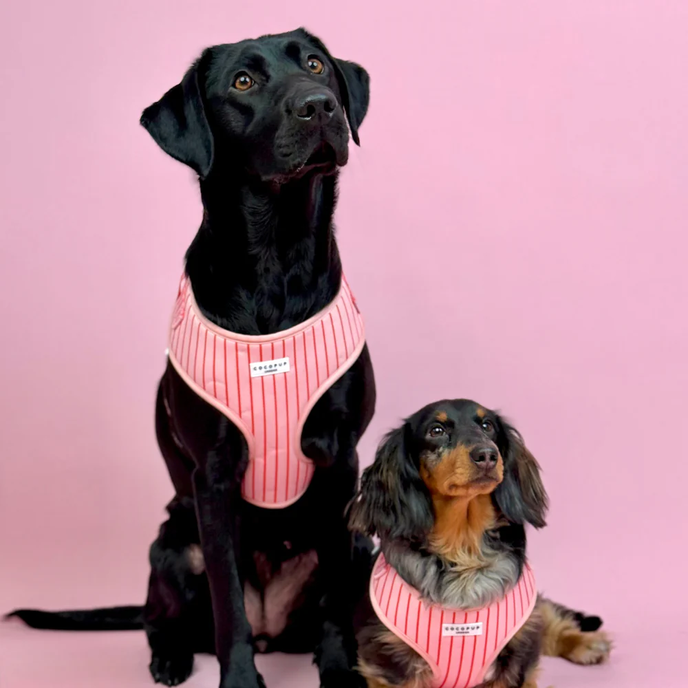Candy Stripe Adjustable Neck HARNESS - Image 4