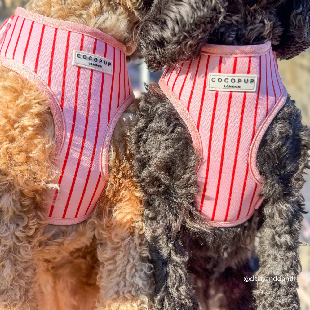 Candy Stripe Adjustable Neck HARNESS - Image 6