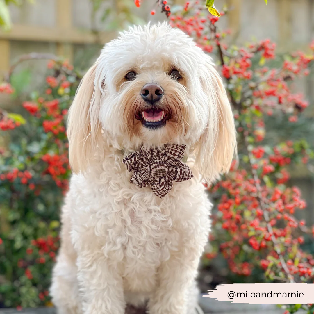 Pup Plaid Collar Flower - Image 3
