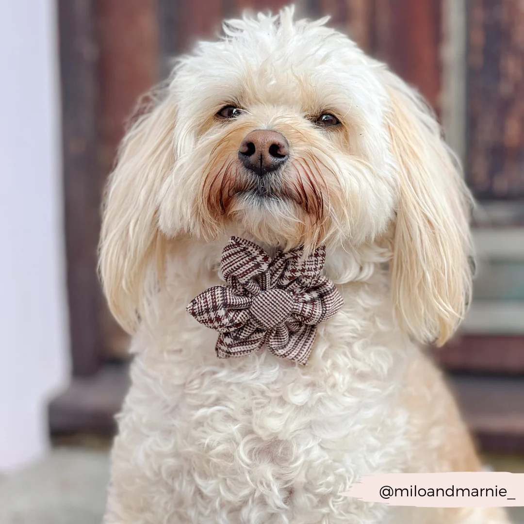Pup Plaid Collar Flower - Image 5
