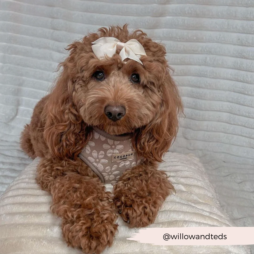 Luxe Adjustable Neck HARNESS - Mocha Flower - Image 24