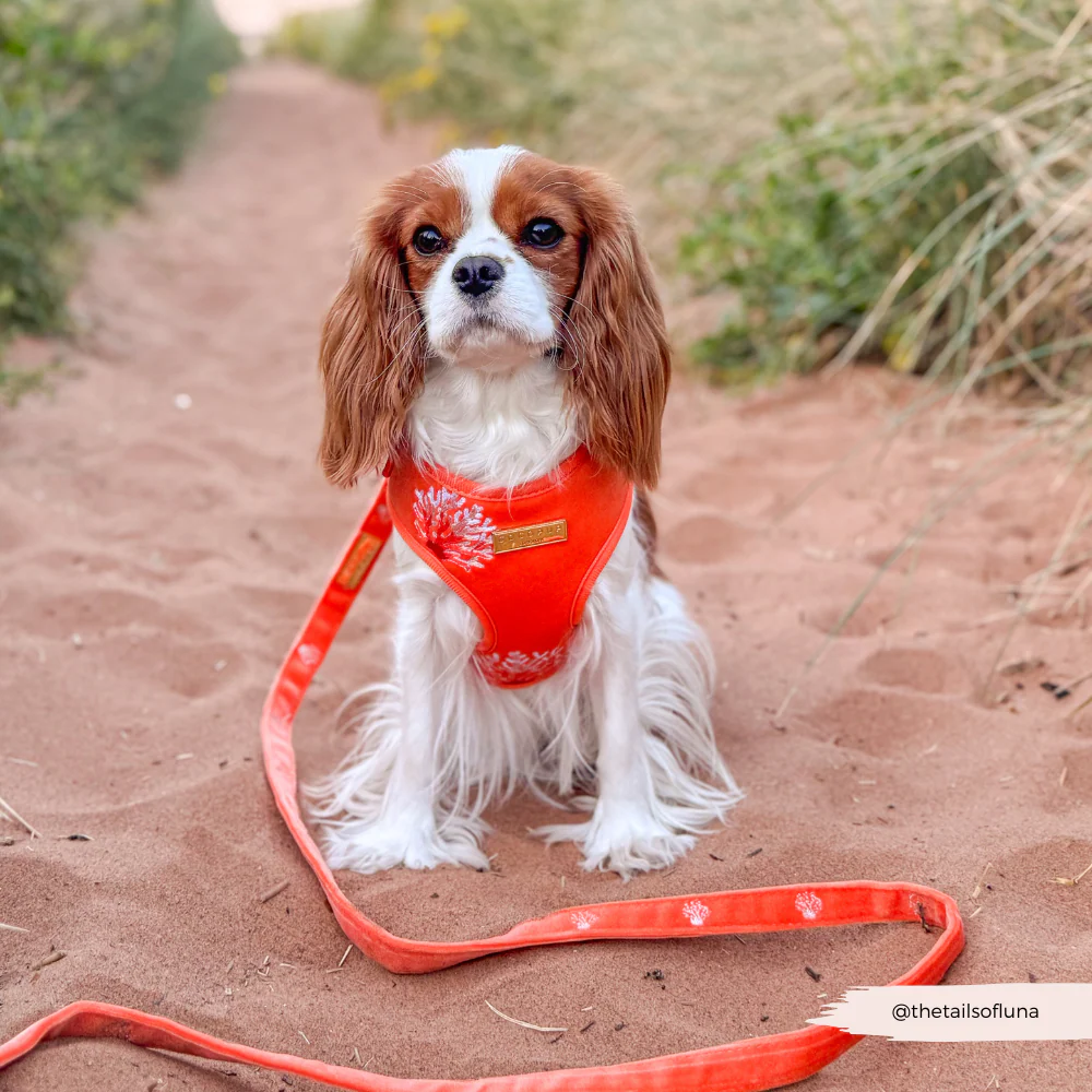 Luxe Velvet Adjustable Neck HARNESS- Coral Core - Image 13