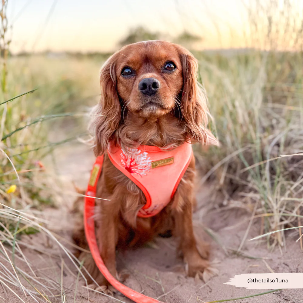 Luxe Velvet Adjustable Neck HARNESS- Coral Core - Image 16