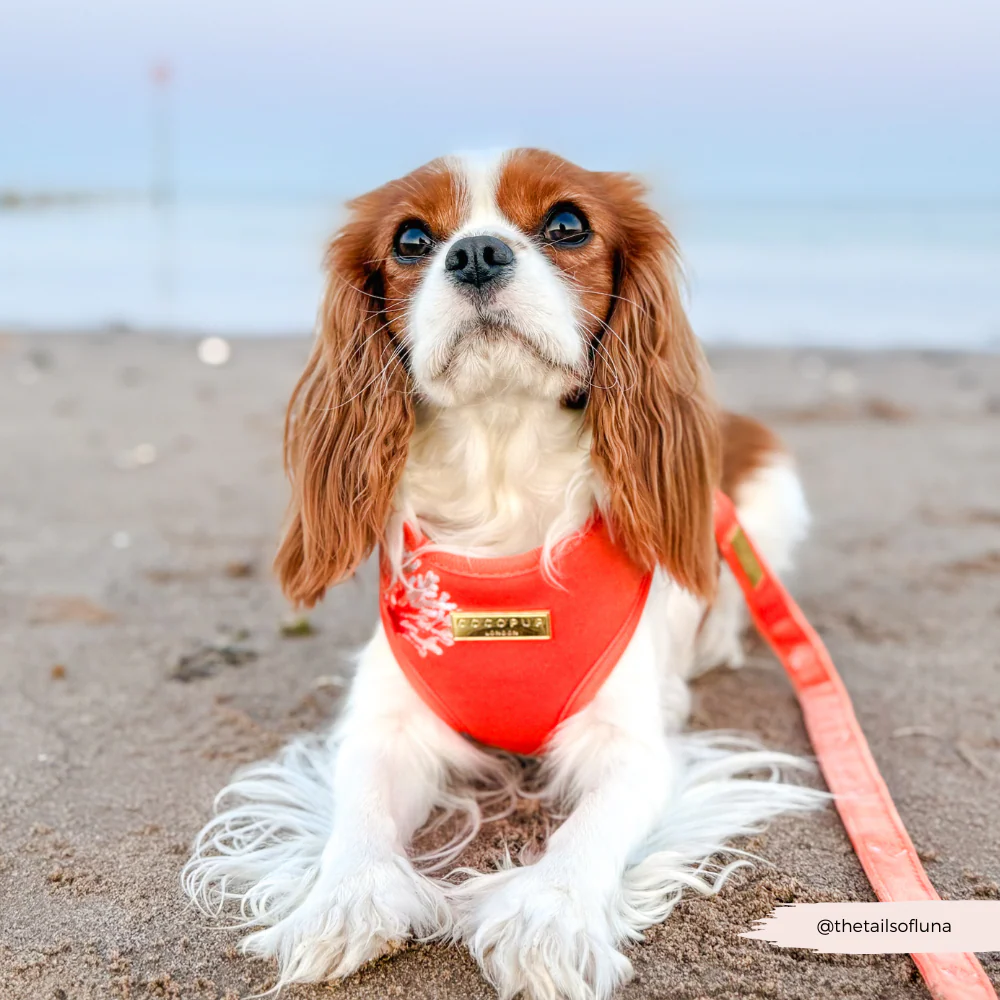 Luxe Velvet Adjustable Neck HARNESS- Coral Core - Image 21