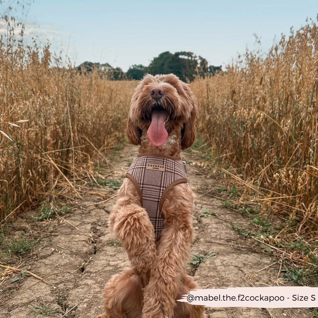Pup Plaid Adjustable Neck HARNESS - Image 12