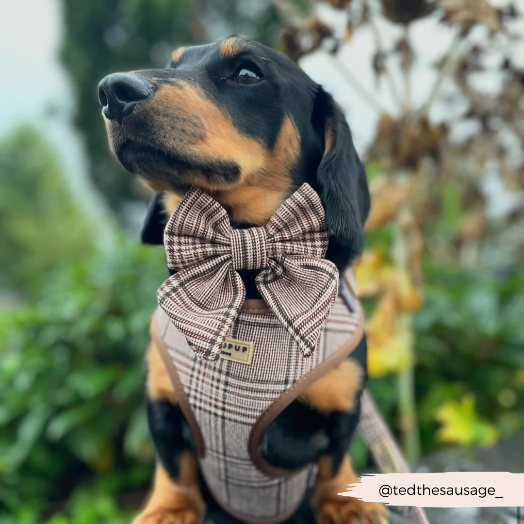 Pup Plaid Adjustable Neck HARNESS - Image 26