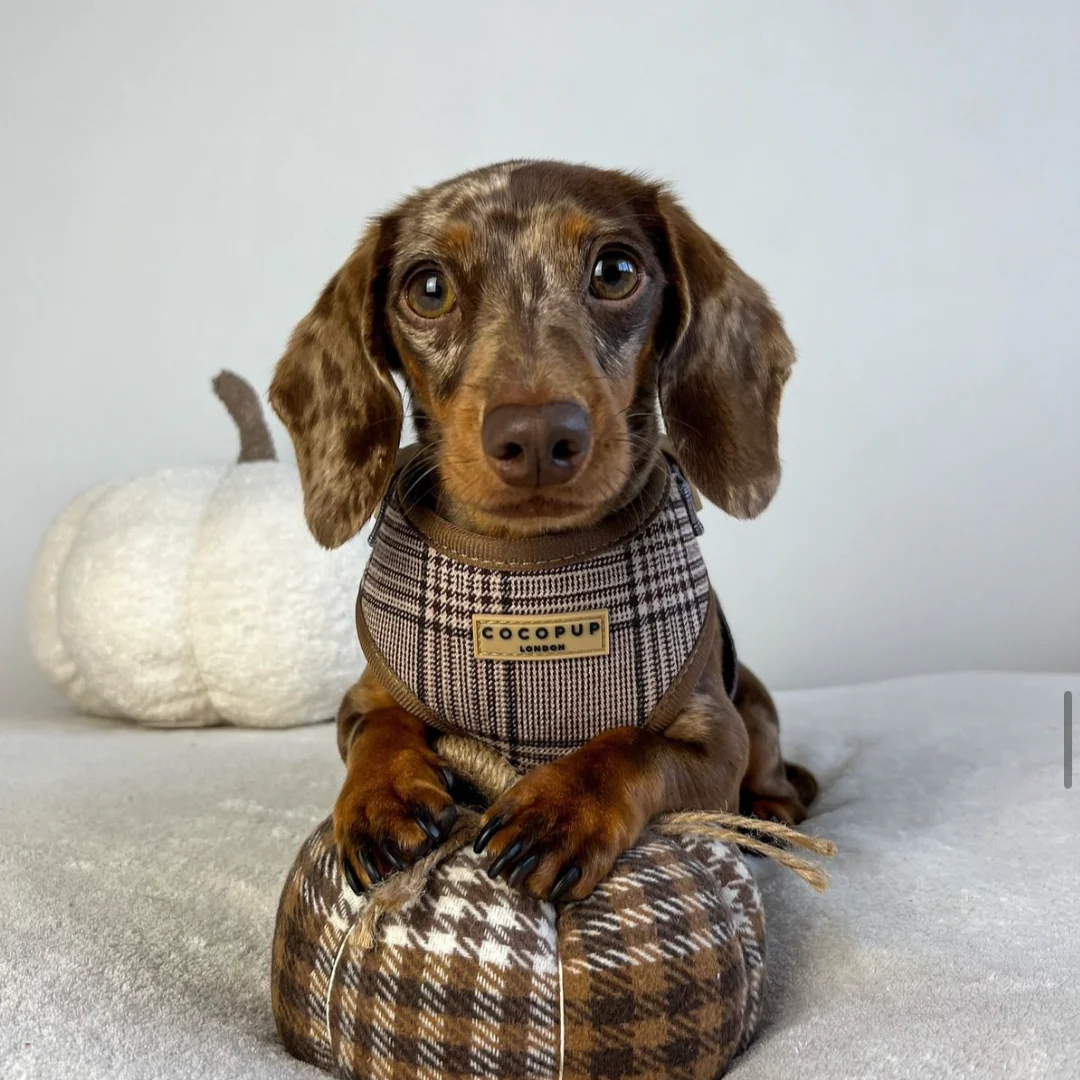 Pup Plaid Adjustable Neck HARNESS - Image 32