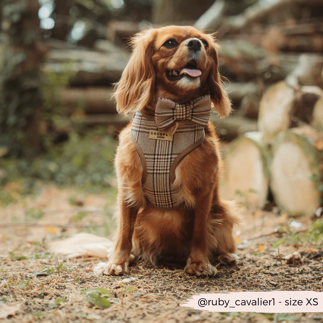 Pup Plaid Adjustable Neck HARNESS - Image 6