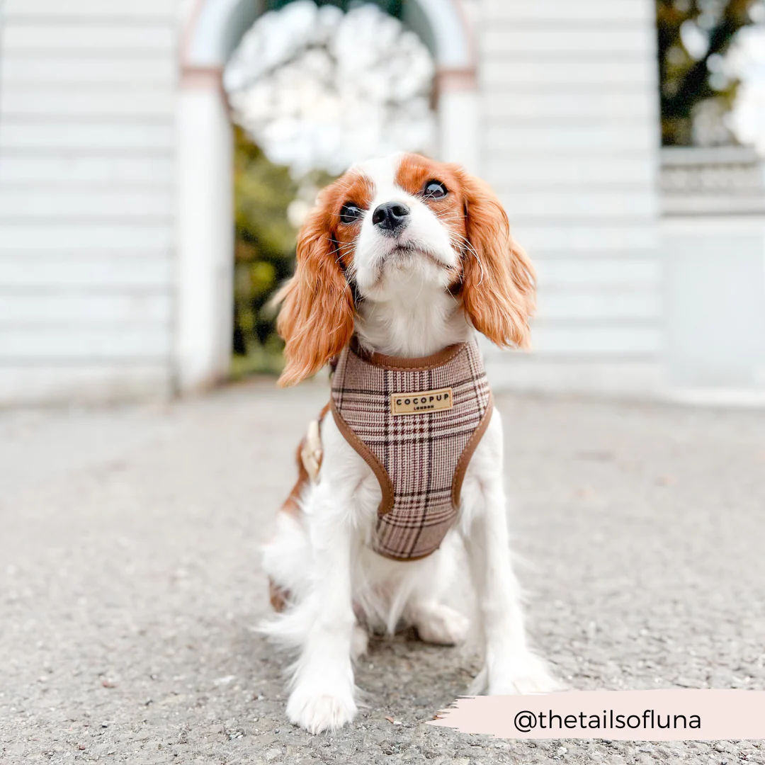Pup Plaid Adjustable Neck HARNESS - Image 20