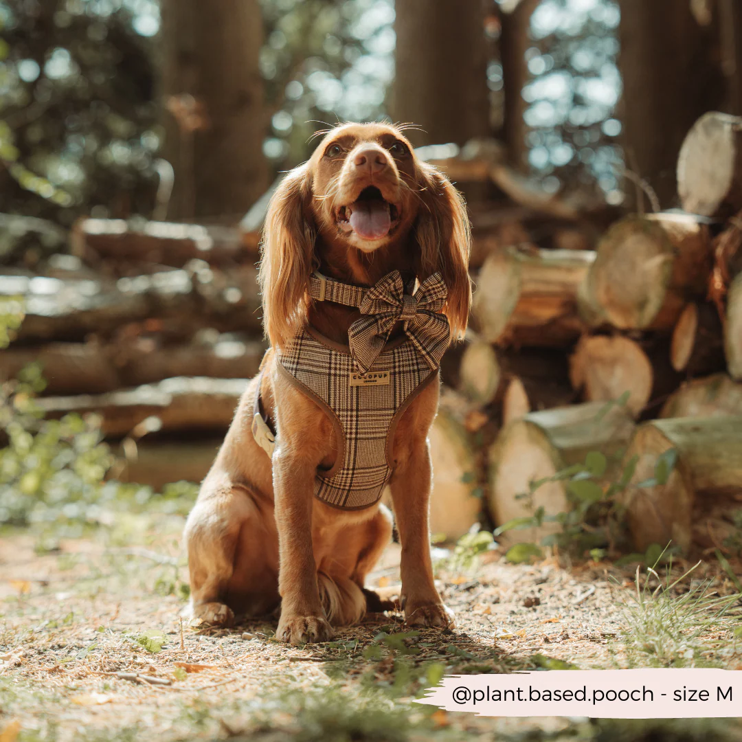 Pup Plaid COLLAR - Image 4