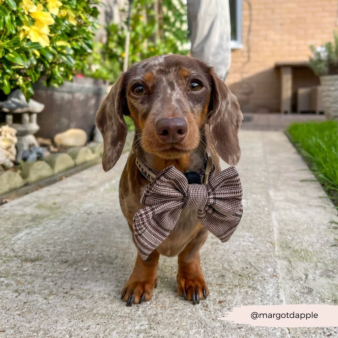Pup Plaid Sailor Bow Tie - Image 11