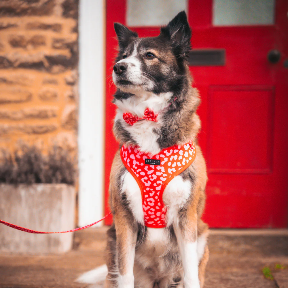Red & Pink Leopard Adjustable Neck HARNESS - Image 11