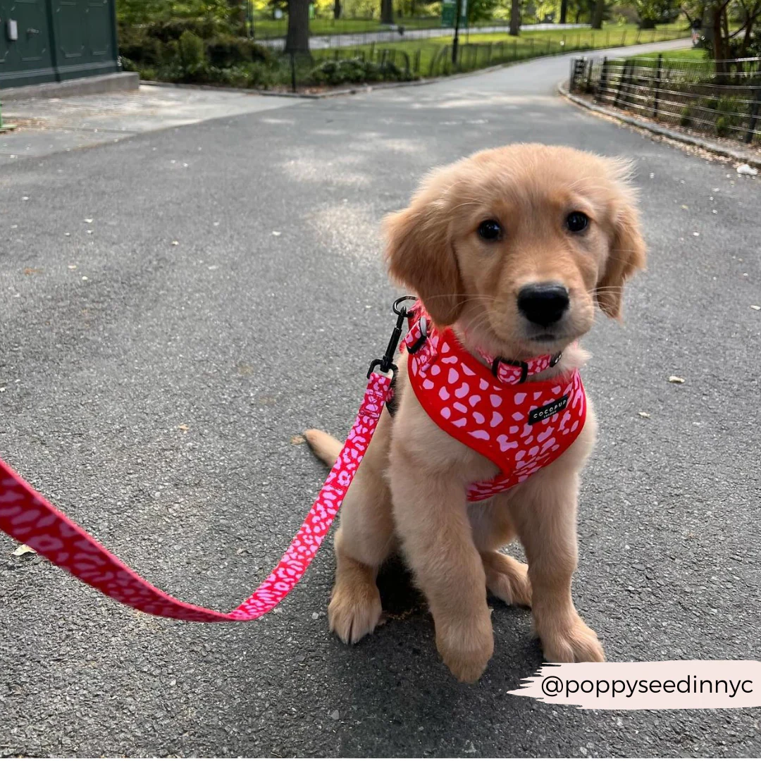 Red & Pink Leopard Adjustable Neck HARNESS - Image 21