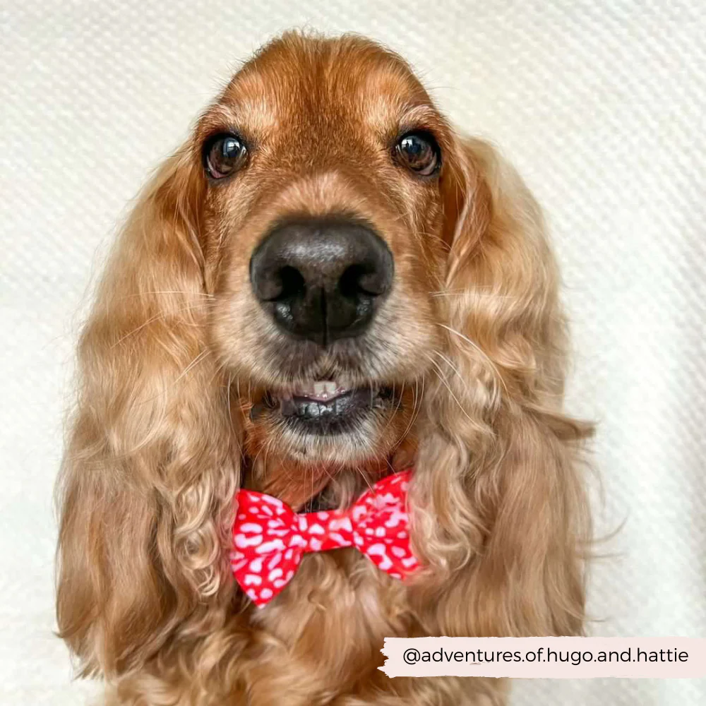 Red & Pink Leopard Bow Tie - Image 6