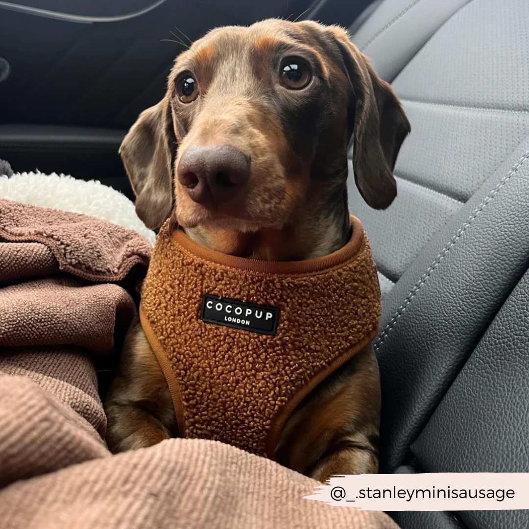 Teddy Adjustable Neck HARNESS - Paddington - Image 28