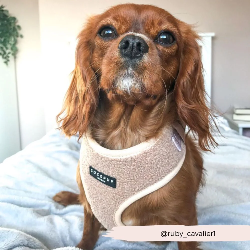Teddy Adjustable Neck HARNESS - Rupert - Image 18