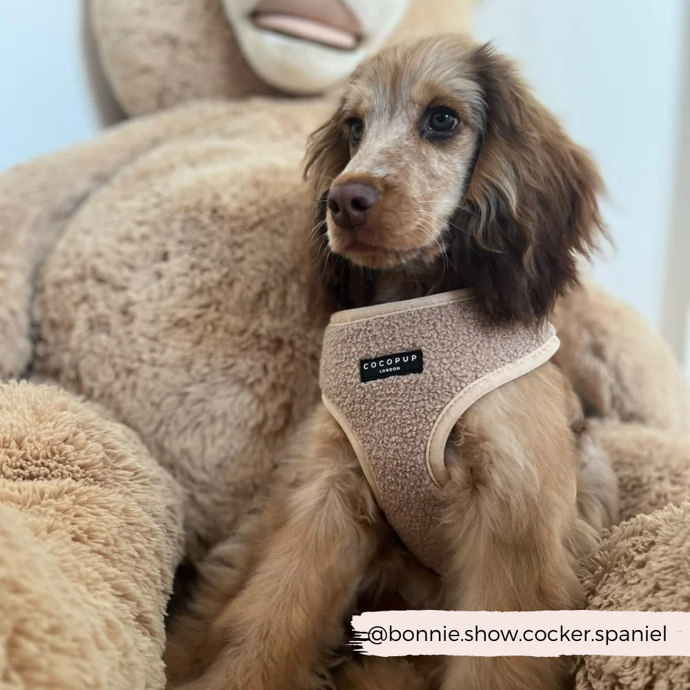 Teddy Adjustable Neck HARNESS - Rupert - Image 19