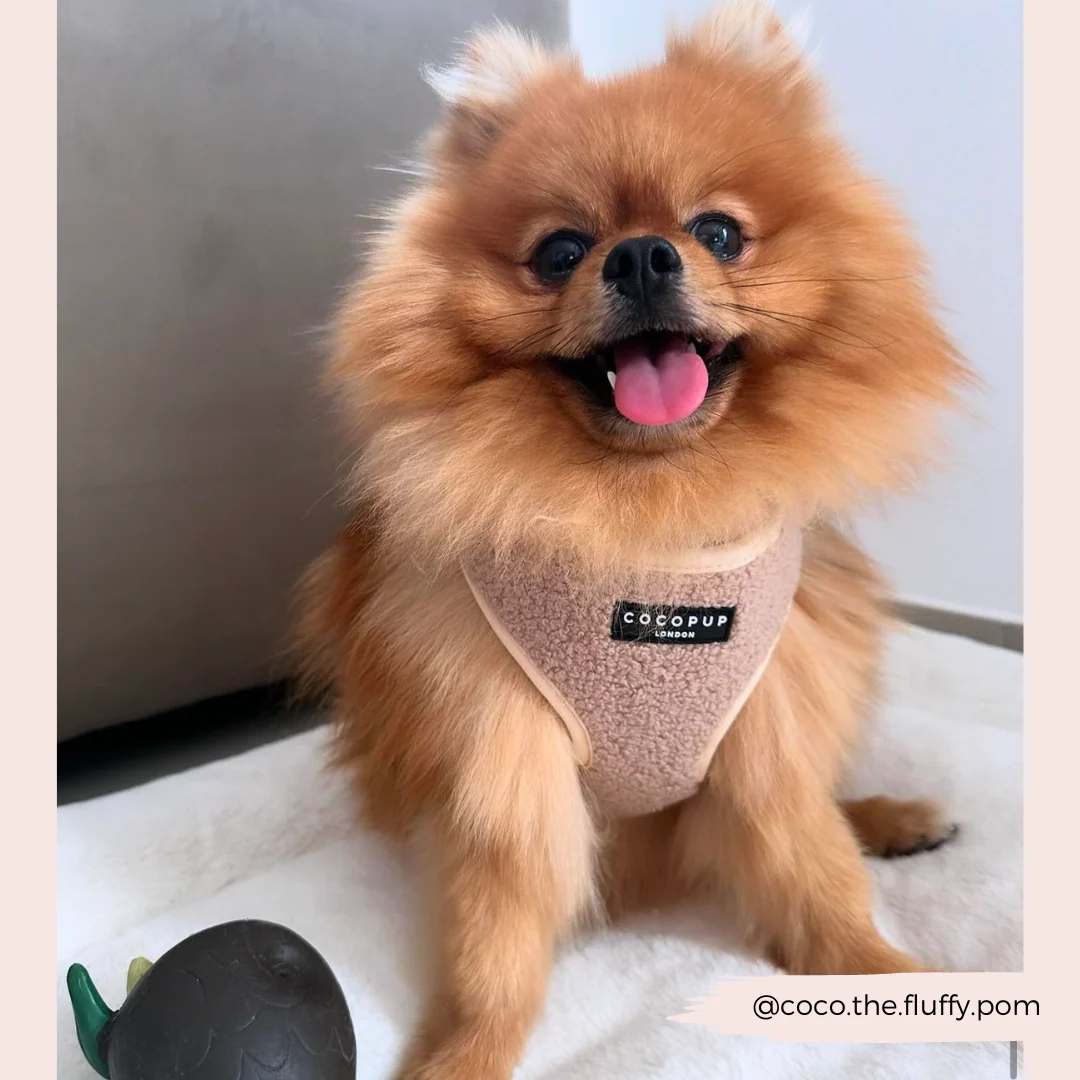 Teddy Adjustable Neck HARNESS - Rupert - Image 48