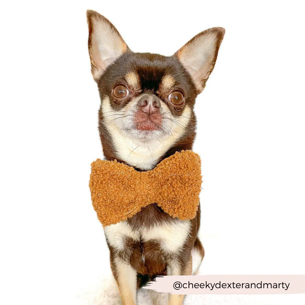 Teddy Bow Tie - Paddington - Image 5