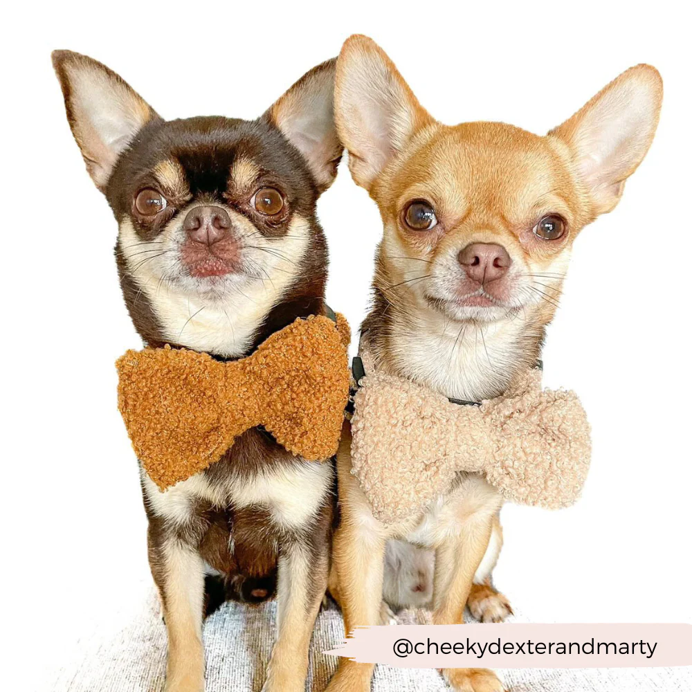 Teddy Bow Tie - Rupert - Image 6